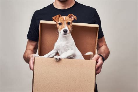 How to Ship a Puppy: A Journey Through Logistics, Ethics, and Unexpected Connections