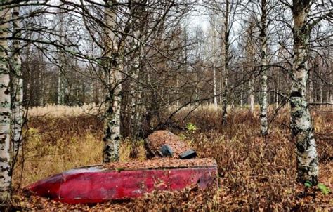 Metsän Henki - Mystisen Luonnon ja Abstraktin Kauneuden Vuorovaikutus!